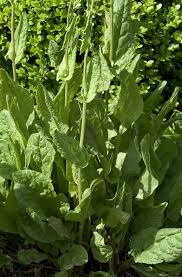 Attēlu rezultāti vaicājumam “Rumex acetosa”