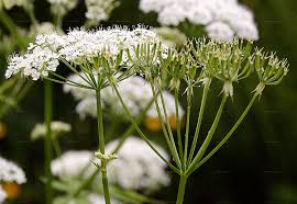 Attēlu rezultāti vaicājumam “Chaerophyllum aromaticum fruit”
