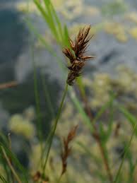 Attēlu rezultāti vaicājumam “Carex arenaria  fruit”
