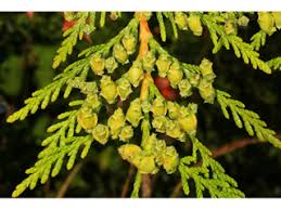 Attēlu rezultāti vaicājumam “Thuja plicata”