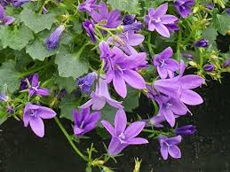 Image result for Campanula affinis