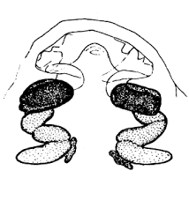 Attēlu rezultāti vaicājumam “Diaea dorsata male”