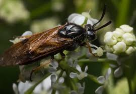 Attēlu rezultāti vaicājumam “Arge ustulata”