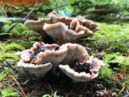 Attēlu rezultāti vaicājumam “Phellodon melaleucus”