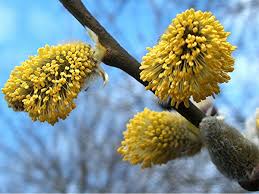 Attēlu rezultāti vaicājumam “Salix caprea male flower”