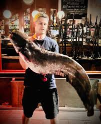 Image result for Silurus glanis