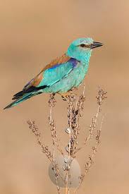 Attēlu rezultāti vaicājumam “Coracias garrulus adult”