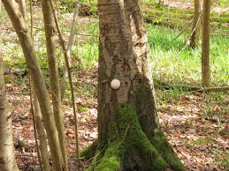 Attēlu rezultāti vaicājumam “Hemitrichia clavata stalked”