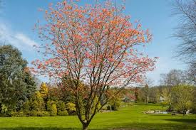 Attēlu rezultāti vaicājumam “Acer pseudoplatanus”