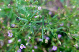Attēlu rezultāti vaicājumam “Gypsophila muralis flower”
