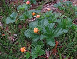 Attēlu rezultāti vaicājumam “xComagaria rosea  flower”