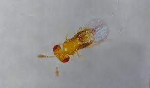 Attēlu rezultāti vaicājumam “Trichia flavicoma macro”