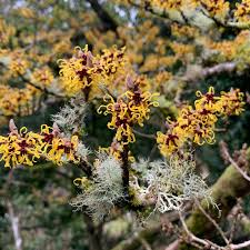 Attēlu rezultāti vaicājumam “Hamamelis japonica”