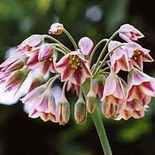 Attēlu rezultāti vaicājumam “Allium oleraceum bud”