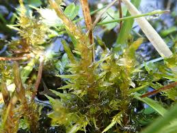 Attēlu rezultāti vaicājumam “Calliergon cordifolium”