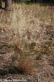 Attēlu rezultāti vaicājumam “Corynephorus canescens flower”