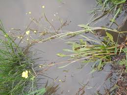 Attēlu rezultāti vaicājumam “Ranunculus flammula leaf”