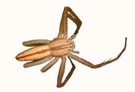 Attēlu rezultāti vaicājumam “Tibellus oblongus”