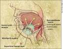 <b>Ludwig's Angina</b> in Children - July 1, 1999 - American Family Physician