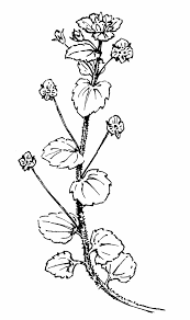 Attēlu rezultāti vaicājumam “Veronica persica flower”