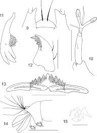 Attēlu rezultāti vaicājumam “Tanytarsus”