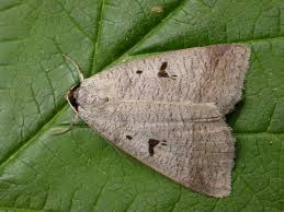 Attēlu rezultāti vaicājumam “Lygephila pastinum”