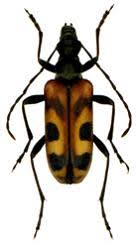 Attēlu rezultāti vaicājumam “Nothorhina punctata”