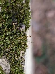 Attēlu rezultāti vaicājumam “Lophocolea coadunata”