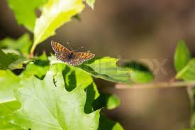 Attēlu rezultāti vaicājumam “Argynnis paphia male”