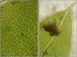 Attēlu rezultāti vaicājumam “Fissidens bryoides”