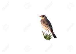 Image result for Anthus campestris