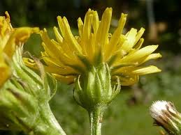 Attēlu rezultāti vaicājumam “Crepis biennis”