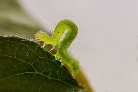 Attēlu rezultāti vaicājumam “Hypena rostralis”