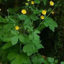 Attēlu rezultāti vaicājumam “Ranunculus lanuginosus flower”