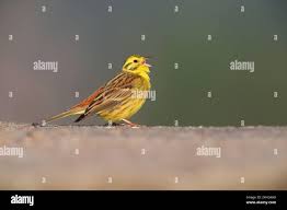 Attēlu rezultāti vaicājumam “Emberiza citrinella adult”