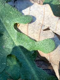 Attēlu rezultāti vaicājumam “Hypochaeris radicata leaf”