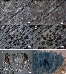 Attēlu rezultāti vaicājumam “Xylographa paralella”