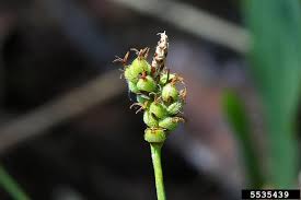 Attēlu rezultāti vaicājumam “Carex globularis”