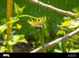 Attēlu rezultāti vaicājumam “Echinacea purpurea bud”