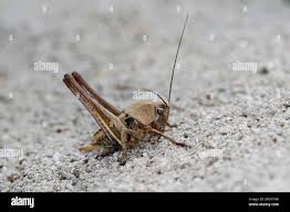 Attēlu rezultāti vaicājumam “Decticus verrucivorus nymph”