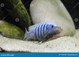 Risultati immagini per cynotilapia pulpican