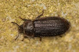 Attēlu rezultāti vaicājumam “Grynocharis oblonga”