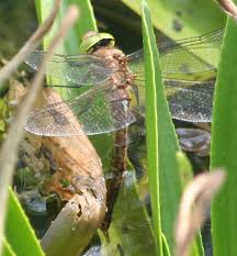 Attēlu rezultāti vaicājumam “Aeshna isoceles”