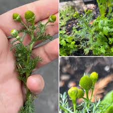 Attēlu rezultāti vaicājumam “Matricaria discoidea flower”