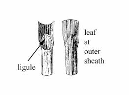 Attēlu rezultāti vaicājumam “Perichaena corticalis sessile”