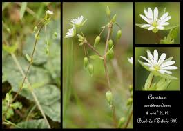 Attēlu rezultāti vaicājumam “Cerastium semidecandrum”