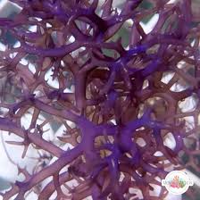 Attēlu rezultāti vaicājumam “Lophocolea minor macro”