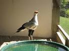 Secretary bird - Sagittarius serpentarius. In an aviary at the International - via Daymix