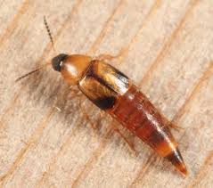 Attēlu rezultāti vaicājumam “Tachyporus sp.”