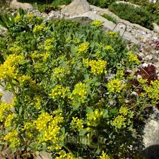 Attēlu rezultāti vaicājumam “Dianthus arenarius bud”